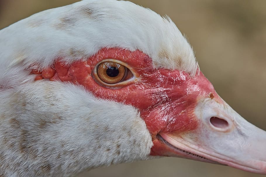 goose, bird, white, bill, face, water bird, poultry, feather HD wallpaper