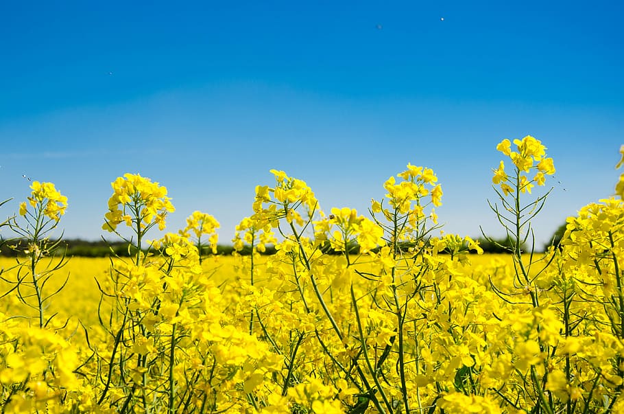 close-up photo of yellow petaled flowers under blue sky, oilseed rape