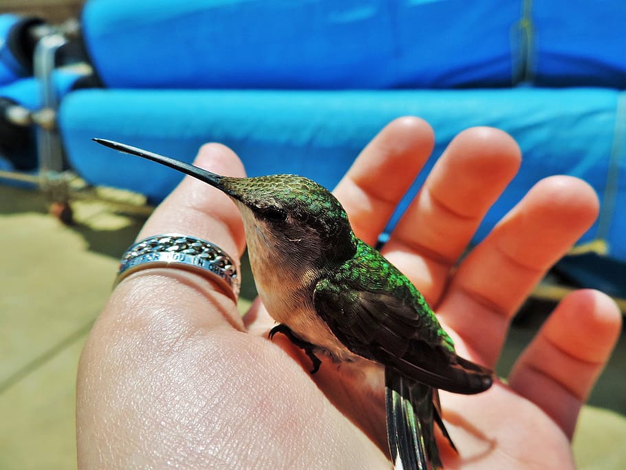 bird on person's left palm, hummingbird, nature, flying, wildlife, HD wallpaper