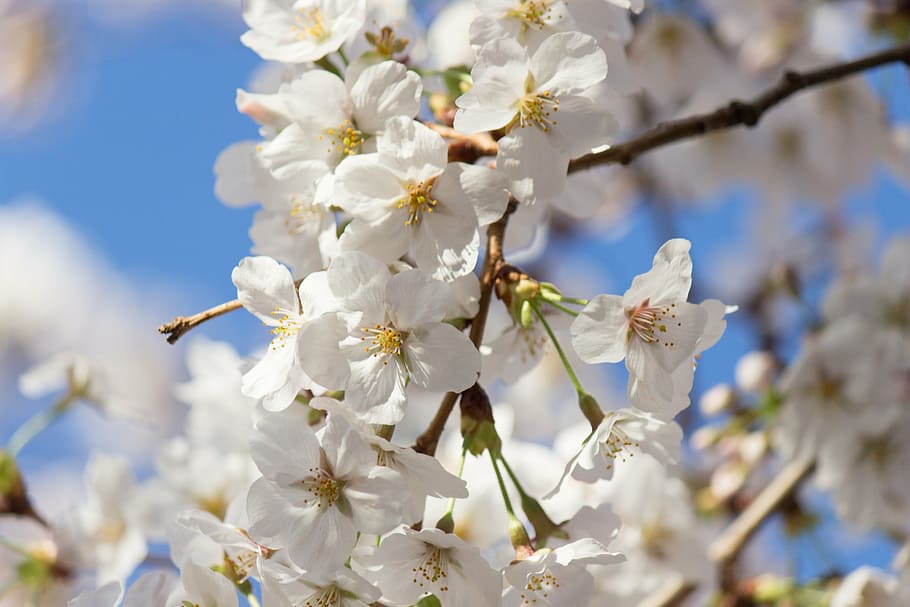 cherry tree, spring, japan, flower, flowering plant, freshness HD wallpaper