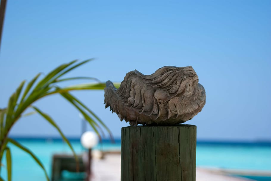 ashtray, the scenery, shell, water, sky, sea, wood - material HD wallpaper