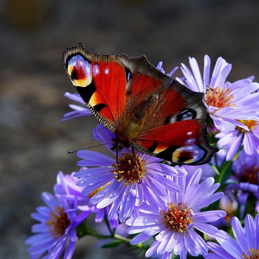 Butterfly, Flower, Nature, Bug, Summer, insect, butterfly - Insect HD wallpaper