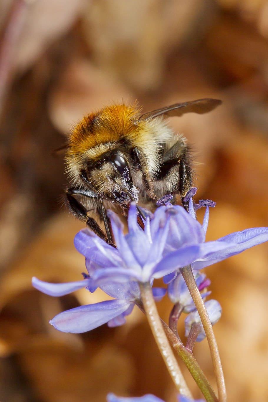Hummel, Insect, Pollen, Pollination, bee, nature, flower, macro HD wallpaper