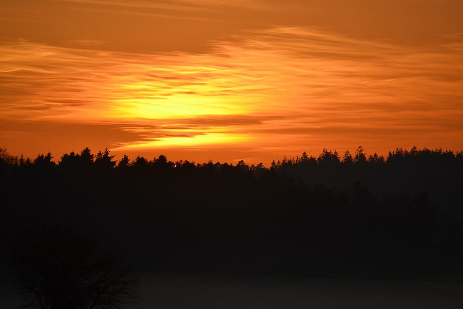 sun, summer, sky, sunset, tree, orange color, silhouette, beauty in nature HD wallpaper