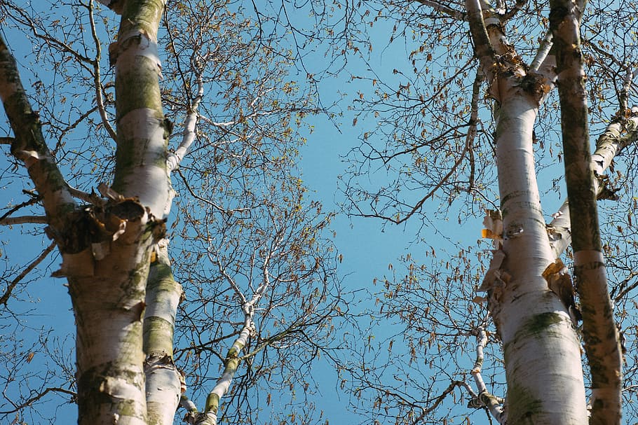 Birch trees, nature, branch, outdoors, season, sky, forest, winter HD wallpaper