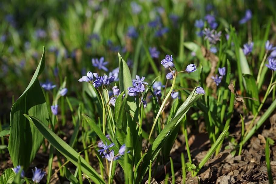 Blue Star, Scilla, Blossom, Bloom, flower, spring, early bloomer, HD wallpaper