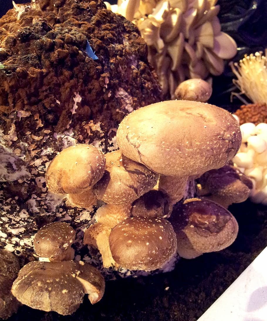 mushrooms, types, nature, food, fungus, close-up, food and drink HD wallpaper