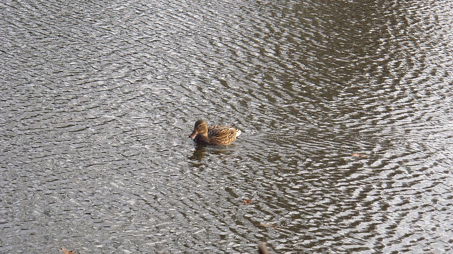 duck, pond, the waves, animal, animal themes, animal wildlife HD wallpaper