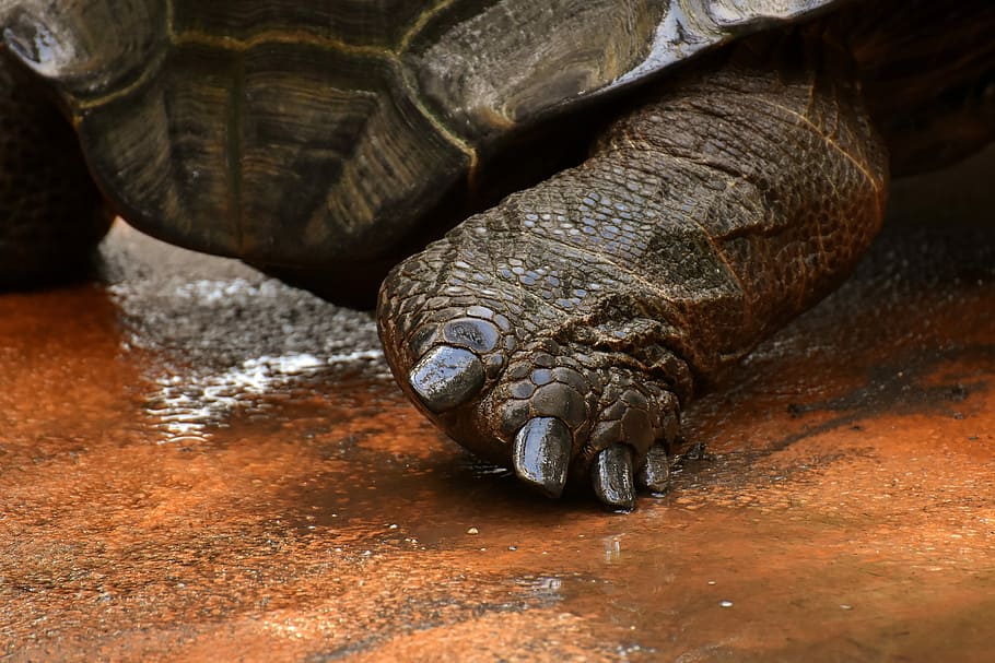 giant tortoises, foot animals, water, panzer, zoo, turtle, reptile, HD wallpaper
