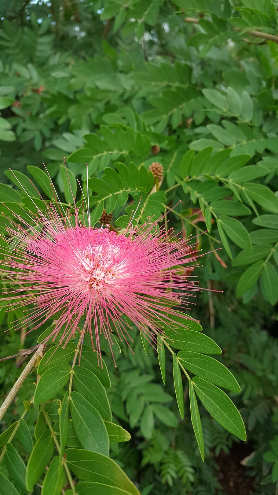 nature, leaf, flora, summer, closeup, plant, flower, flowering plant HD wallpaper