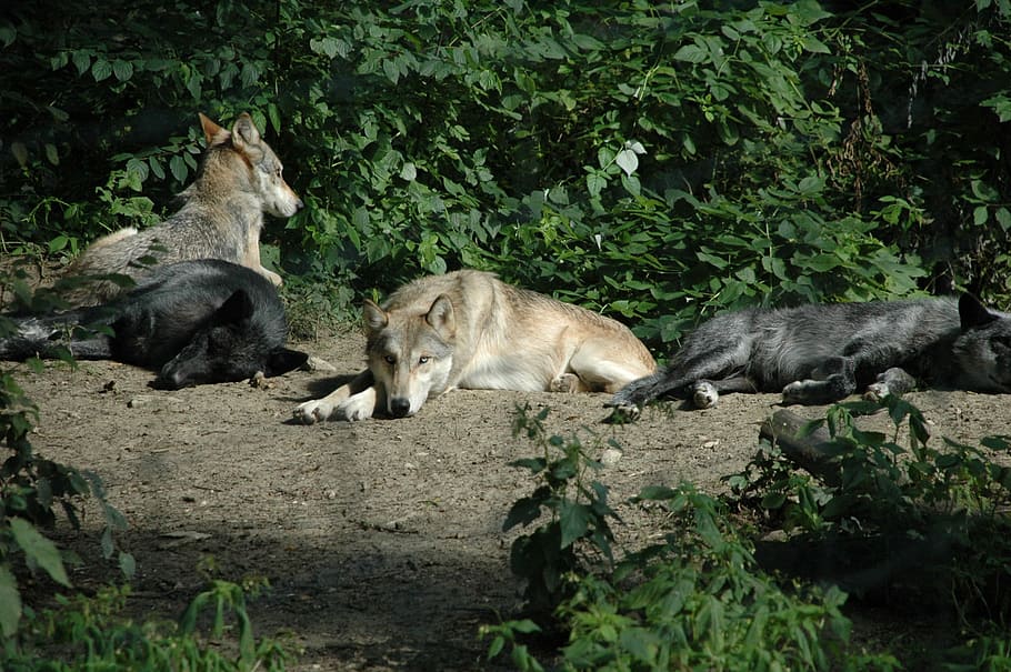Wolf, Animal, Captivity, Group, animal wildlife, animals in the wild HD wallpaper