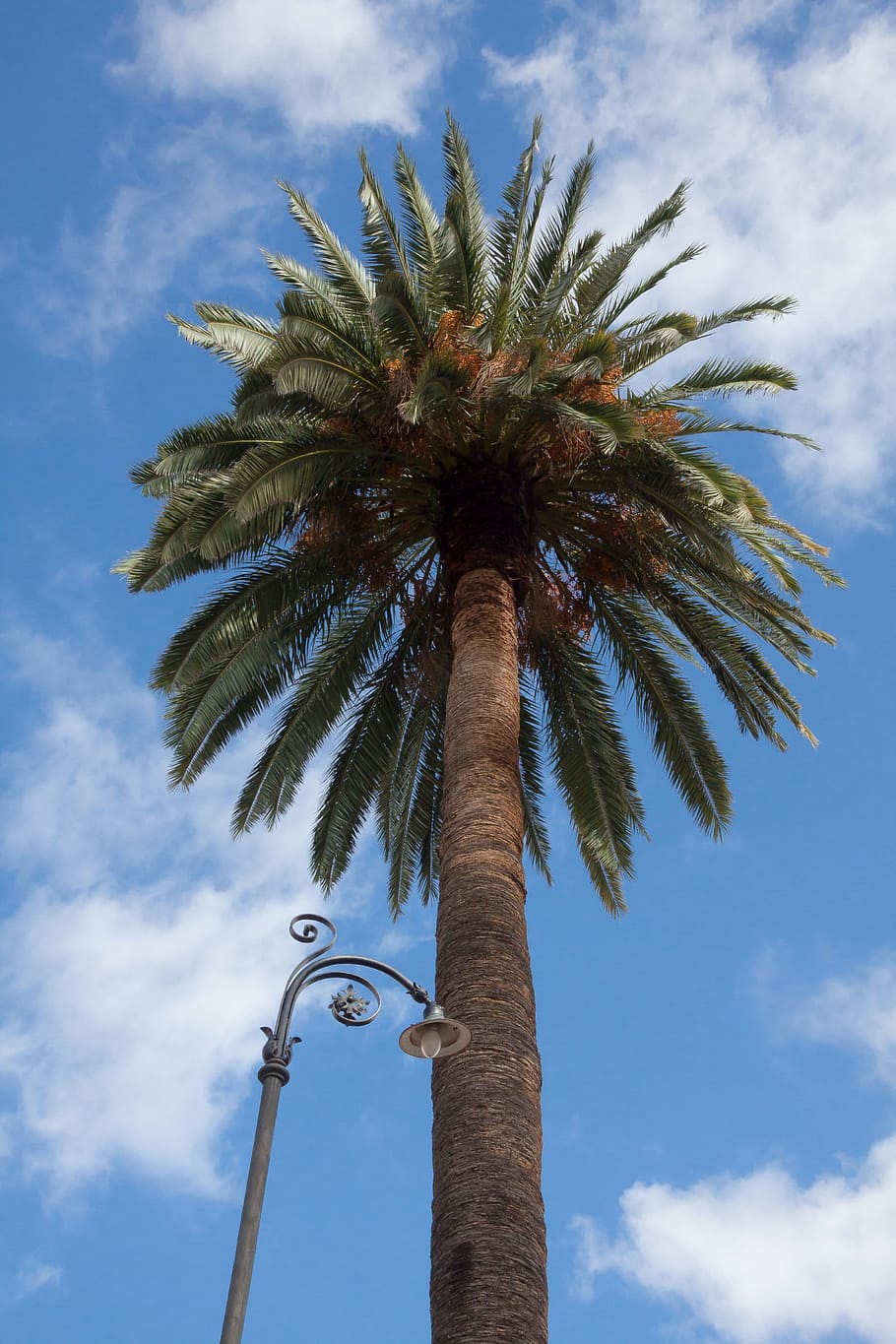 palm, sky, blue, clouds, street lighting, low angle view, palm tree HD wallpaper