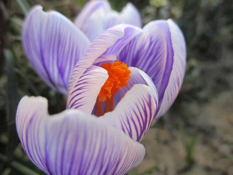 Flower, Spring, Garden, spring flowers, floral, plant, bloom HD wallpaper