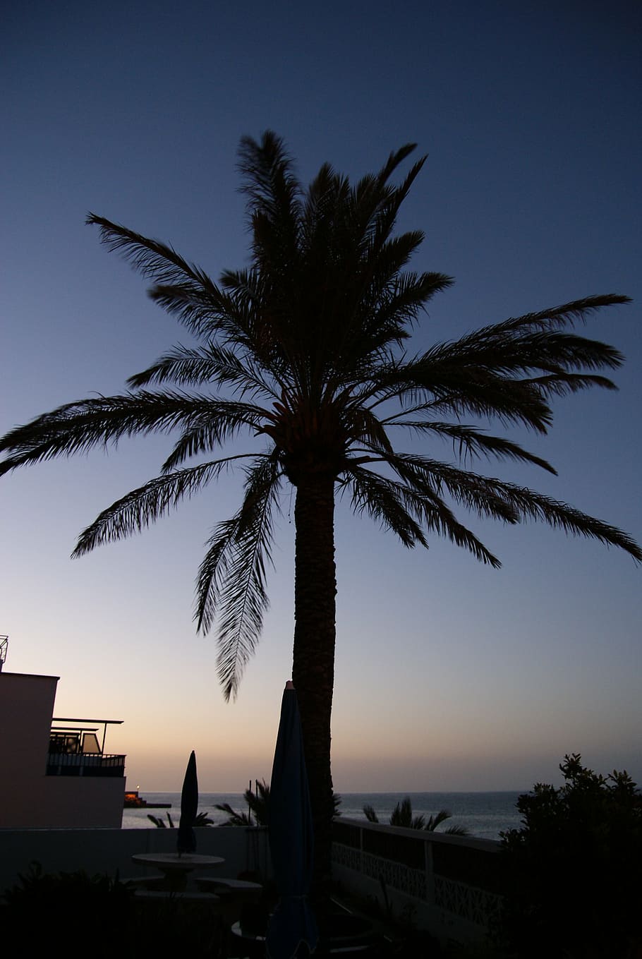 palm, tree, plant, exotic, mediterranean, summer, palm tree HD wallpaper