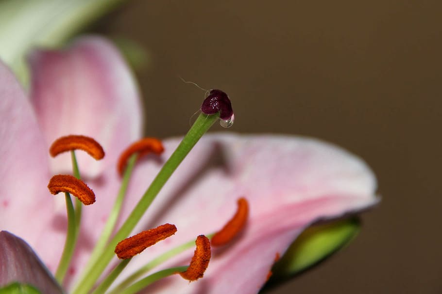 lily, pistil, pollen threads, flower nectar, nectar drops, calyx HD wallpaper