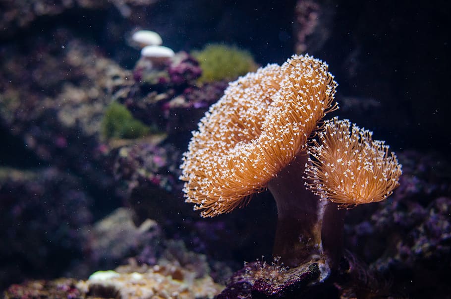 brown anemones closeup photography, coral, marine animal, corals, HD wallpaper
