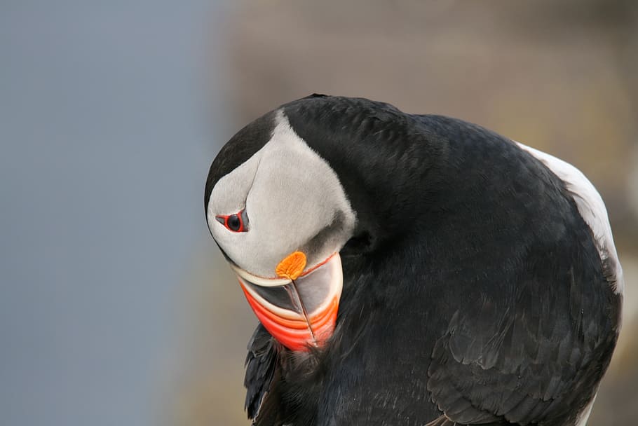 bird, puffin, iceland, animal themes, one animal, vertebrate HD wallpaper