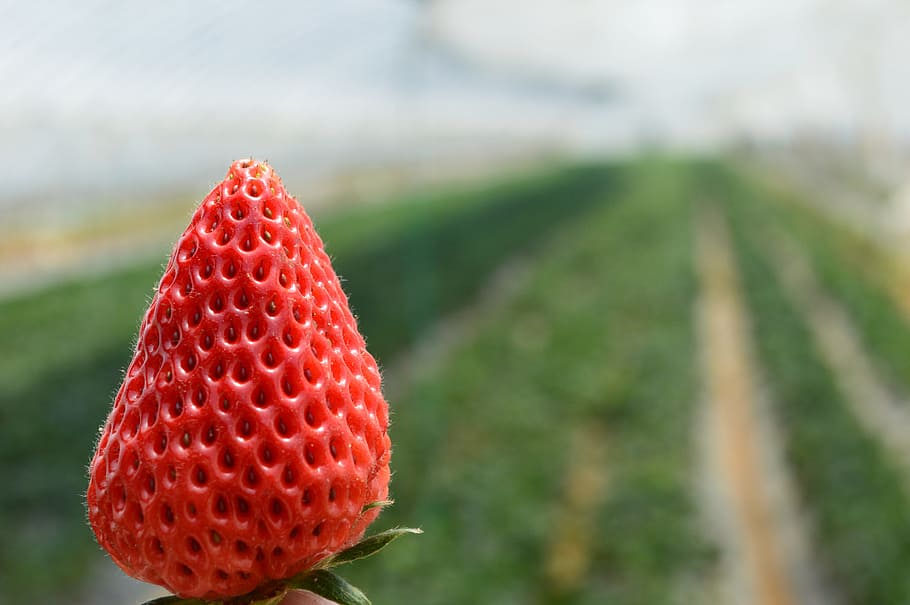 strawberry, fresh, single, fruit, focus on foreground, healthy eating HD wallpaper