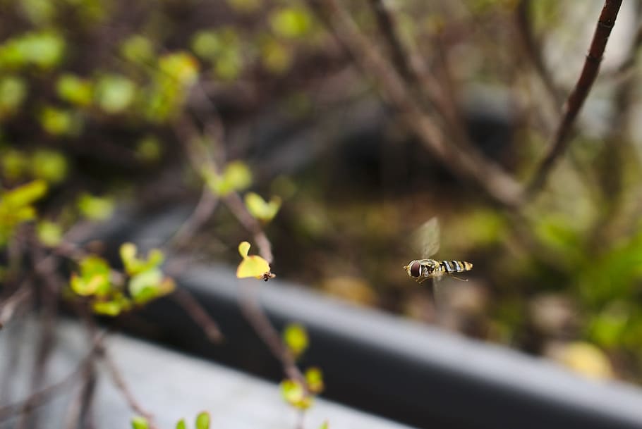 Hoverfly, Insect, Flying, Nature, Summer, plant, close-up, green Color HD wallpaper