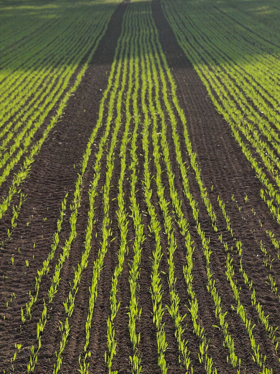 arable, field, corn, cornfield, agriculture, series, autumn HD wallpaper