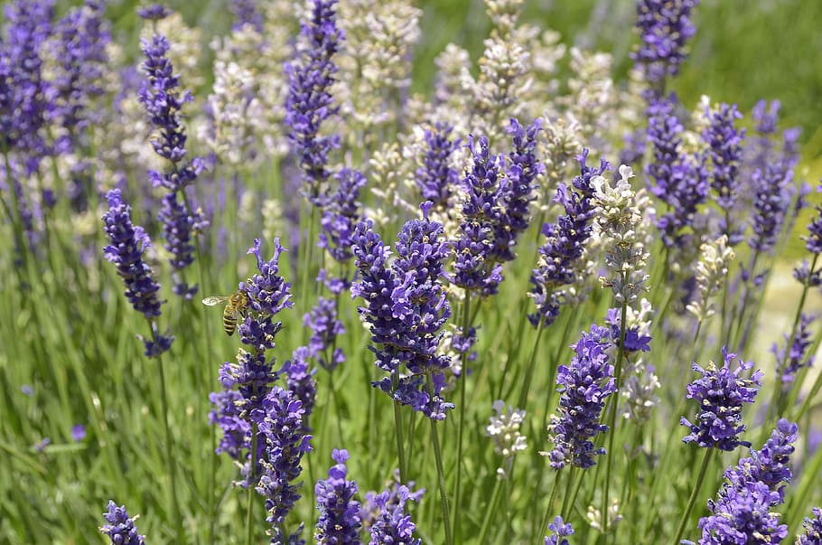 Lavender, Flowers, Meadow, Bee, lavender flowers, plant, summer HD wallpaper