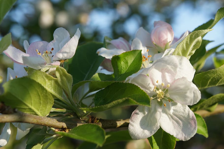 spring, fruit tree blossoming, apple blossom, flower, flowering plant HD wallpaper