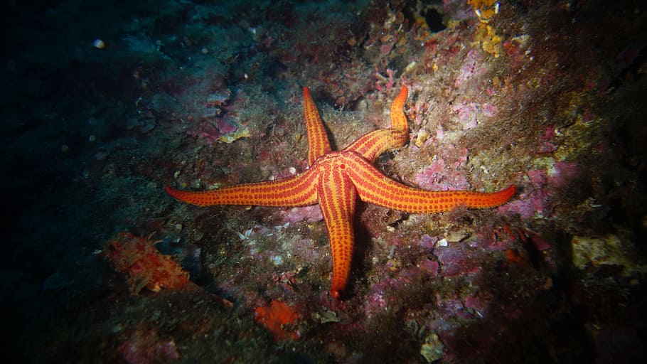 Seabed, Ocean, one animal, sea life, animals in the wild, animal themes HD wallpaper