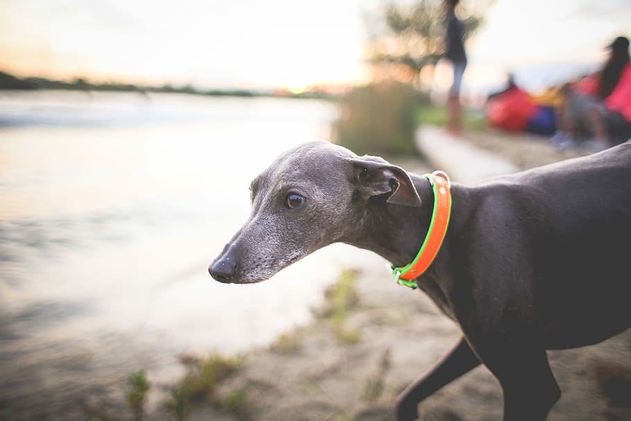 Little Greyhound, dogs, pets, animal, canine, outdoors, friendship HD wallpaper
