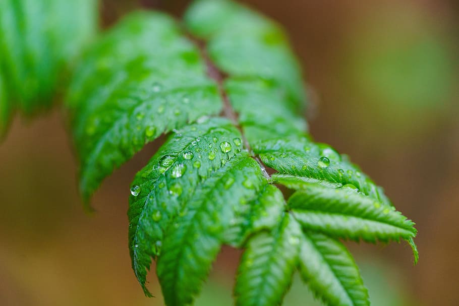 rain, drip, plant, wet, leaf, nature, green Color, close-up HD wallpaper