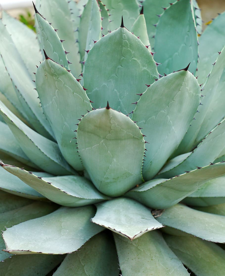 closeup photo of a green succulent plant, agave parryi, thick leaf plant, HD wallpaper