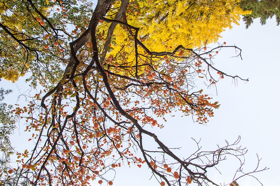 nature, sunny, branches, tree, environment, outdoors, perspective HD wallpaper
