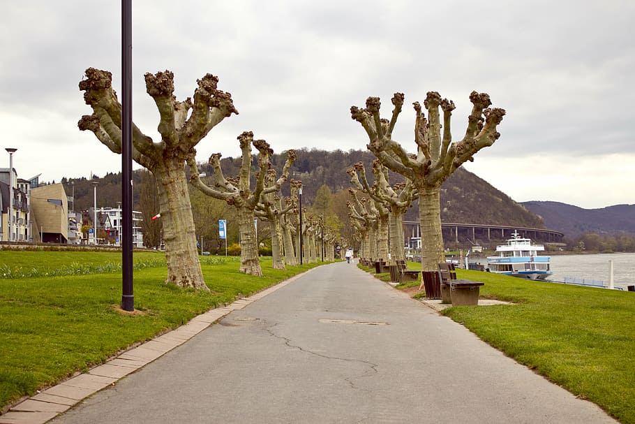 plane trees, sidewalk, away, nature, landscape, sky, clouds HD wallpaper