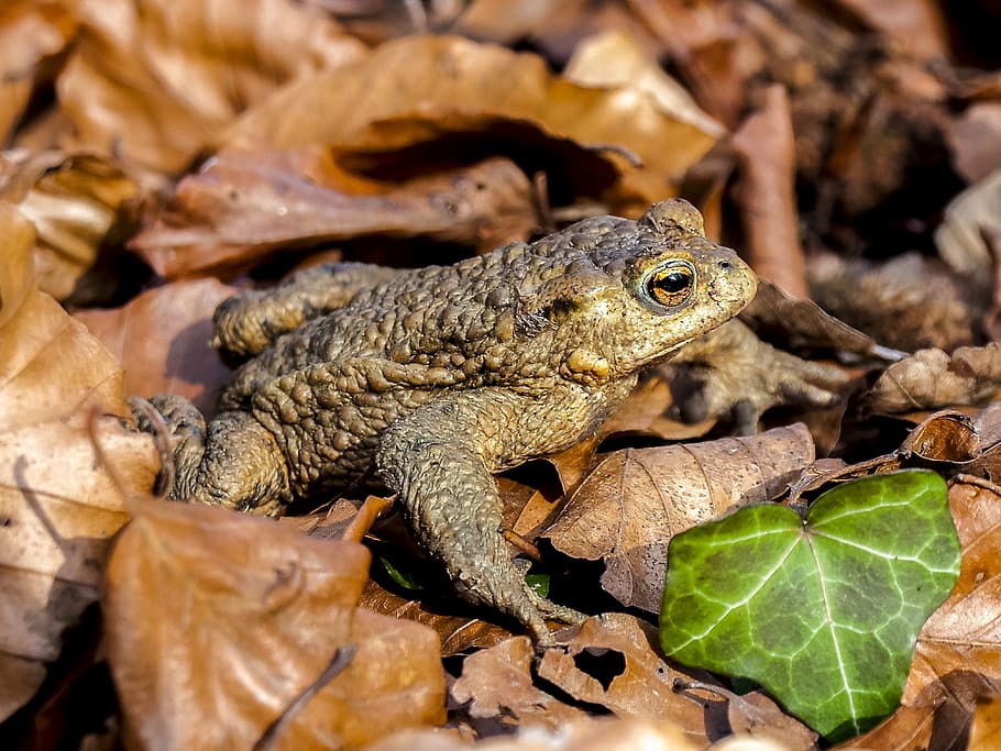 common toad, amphibians, nature, animal, reptile, wildlife HD wallpaper