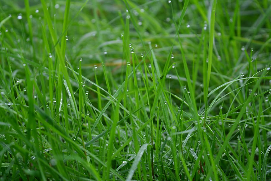 grass, green, dew, dewdrops, morning, green grass, meadow, green color HD wallpaper
