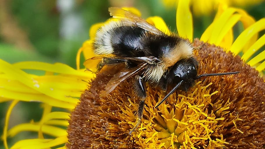 bee, macro, insect, blossom, bloom, flower, bee on flower, nature HD wallpaper