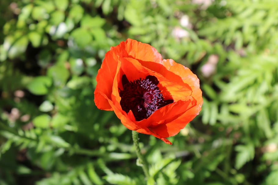 red, poppy, summer, flowering plant, beauty in nature, petal HD wallpaper