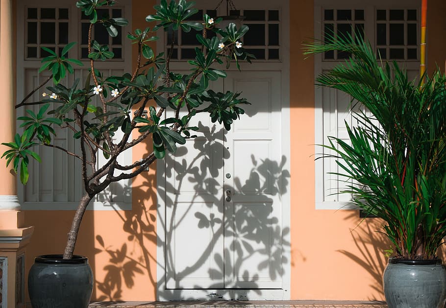two potted plants near closed d oors, flower potted plant outside house door HD wallpaper