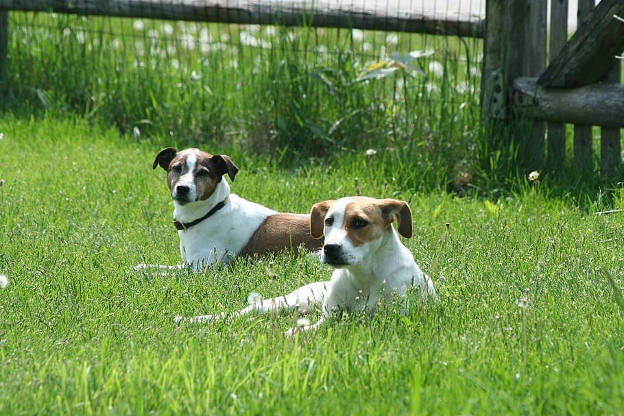 dogs, pets, animals, white, brown, mammals, relaxing, resting HD wallpaper