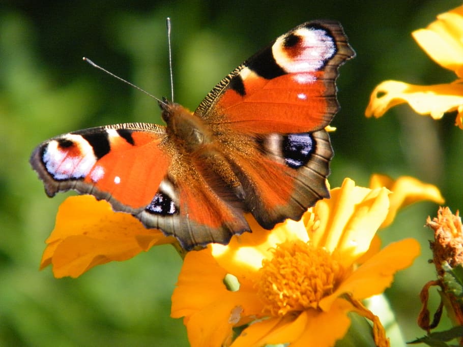 butterfly, blossom, bloom, animal themes, animal wildlife, one animal HD wallpaper