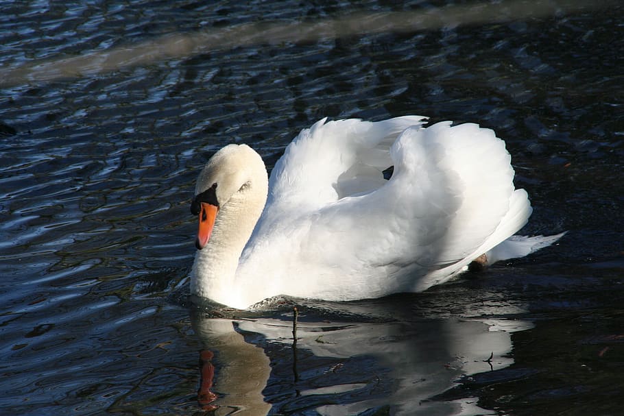 swan, romance, lake, bird, mute swan, duck bird, white, elegant, HD wallpaper