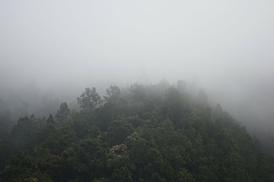 foggy, forest, mountain, nature, trees, mist, asia, landscape HD wallpaper