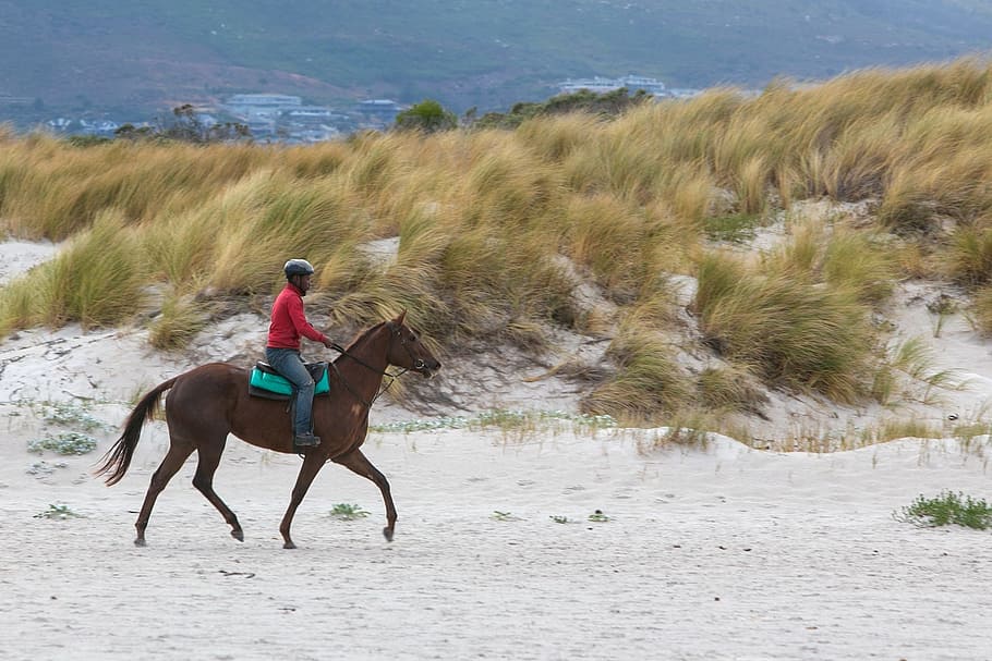 horse, rider, beach, equestrian, animal, horseback, riding HD wallpaper