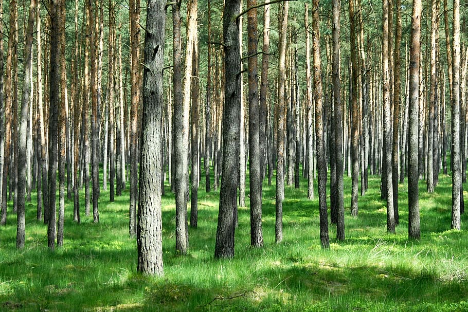 landscape, trees, nature, pine, forest, plant, trunk, tree trunk HD wallpaper