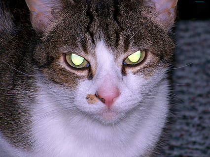 short-coated gray and white cat, Evil, Eyes, Glowing, Halloween HD wallpaper