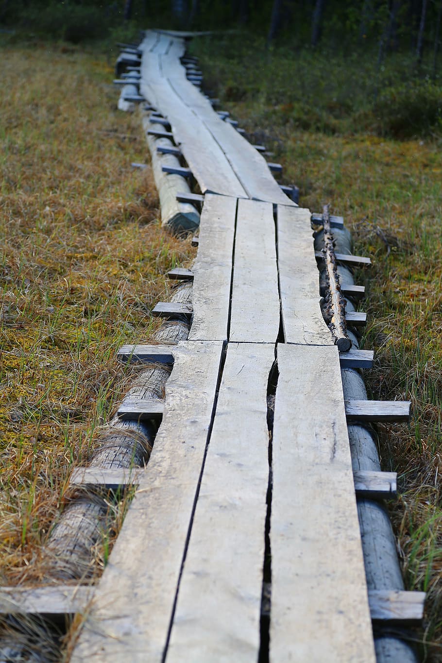 the path, support, duckboards, step, swamp, pond, pine, forest HD wallpaper
