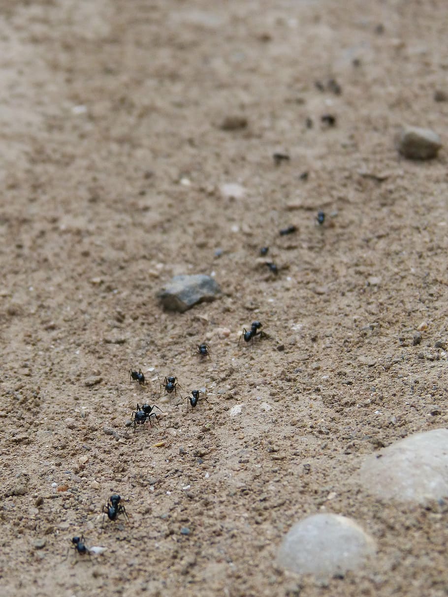 ants, row, path, beach, sand, sea, nature, coastline, land HD wallpaper