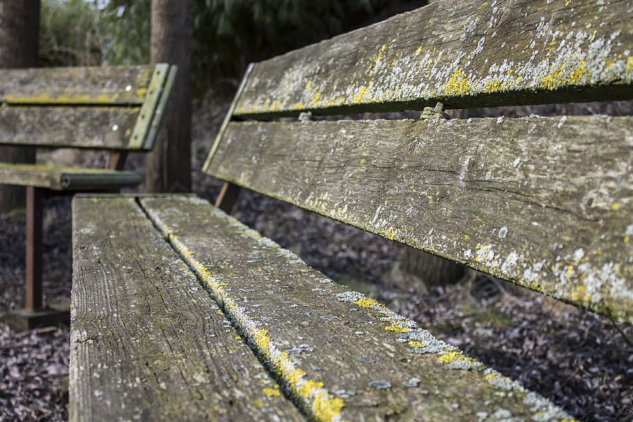 Bench, Forest, Spring, Nature, Wood, furniture, wooden bench HD wallpaper