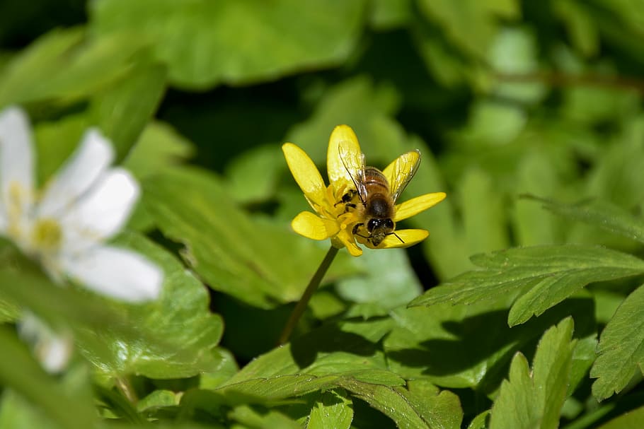 bee, eyes, insect, flower, spring, plants, nature, insects HD wallpaper