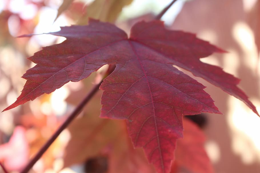 autumn, leaves, fall leaves, maple tree, october, leaf, plant part HD wallpaper
