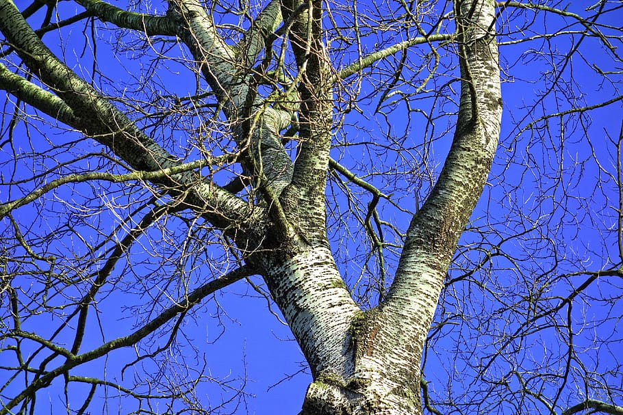 birch, tree, birch tree, tree top, branches, bare branches HD wallpaper